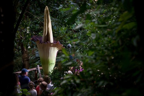 titánbuzogány (titánbuzogány, virág, )