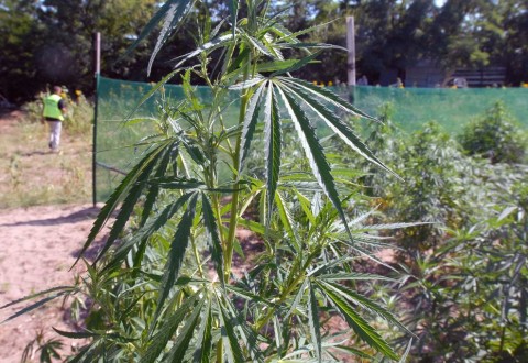 vadkender(210x140)(2).jpg (vadkender)