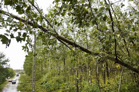 viharkár (viharkár, kidőlt fa, )