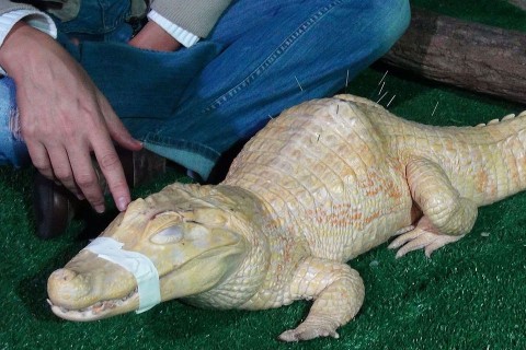 Akupunktúrás kezelés alligátornak (Akupunktúrás kezelés alligátornak)