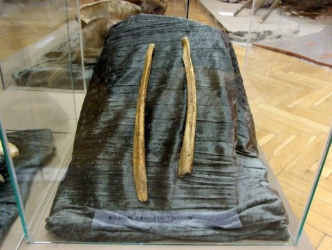 Barlangi medve péniszcsontja (Barlangi medve péniszcsontja)