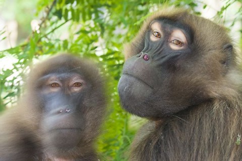 Dzseládapávián (Dzseládapávián)