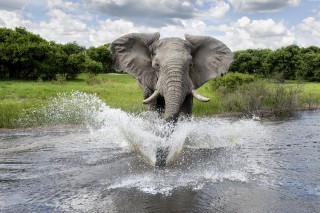Elefant(210x140)(1).jpg (elefánt)