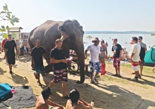 Elefánt járt Gárdonyban (elefánt, gárdony, velencei-tó, strand, )