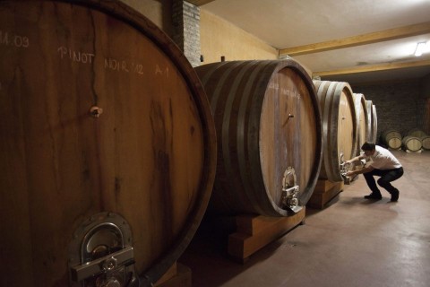 Ikon Pincészet (borászat, hordók, )