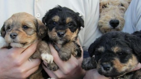 Kidobott kutyák (kidobott kutyák)