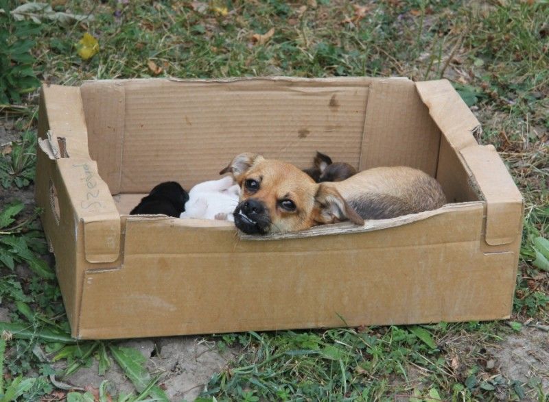 Kutyák dobozban (Kutyák dobozban)