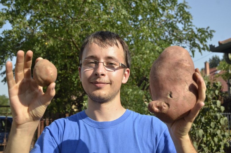 Óriáskrumpli (krumpli, burgonya, )