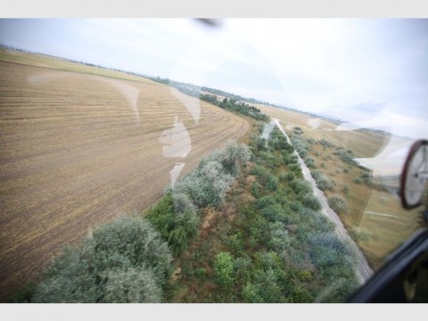 Parlagfű felderítés (parlagfű, légi felderítés)