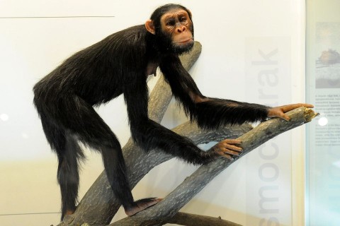 Rudapithecus (rudapithecus)