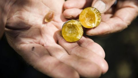 Szilva (szilva, szilvamag)