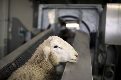 birka (birka, állatkínzás)