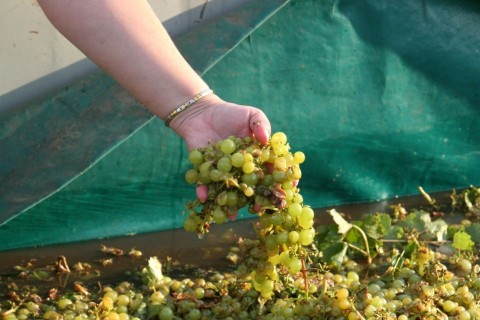 csabagyöngye (csabagyöngye, )