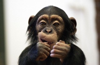 csimpanzkolyok(960x640)(2).jpg (csimpánzkölyök)
