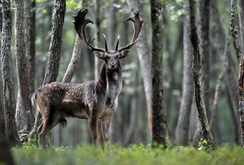 dámszarvas (dámszarvas)