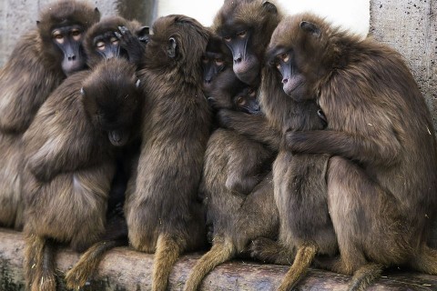 dzseládapávián (dzseládapávián)