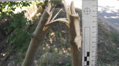 fak (police, mako, fiatalok, vandalizmus)