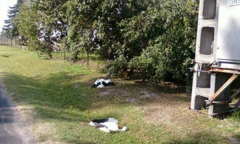 gólyák (elhullott gólyák)