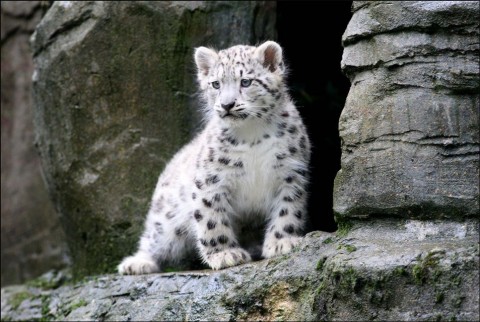 hópárduc (hópárduc, )