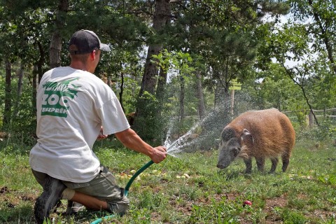 hűsölés (veszprémi állatkert)