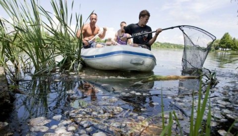 kagylópusztulás (kagylópusztulás)