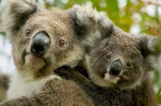 koala (koala)