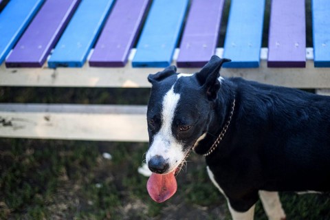 kutyanyelv(960x640)(1).jpg (kutya, kutyanyelv, szomjas, meleg, )