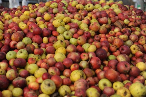 léalma (alma, léalma, hulladék, )