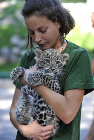 leopárdkölyök (leopárd, )