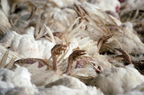 madárpusztulás (madárpusztulás)