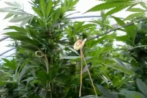 marihuána-ültetvény (kenderültetvény, )