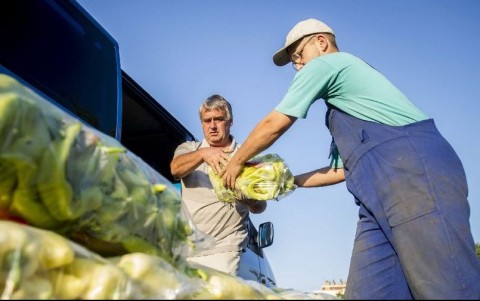 mezogazdasag-piac(210x140)(2).jpg (mezőgazdaság, piac, paprika, munkás, )