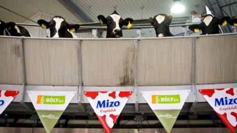 mizo tehén (tehén, mizo, bonafarm, )