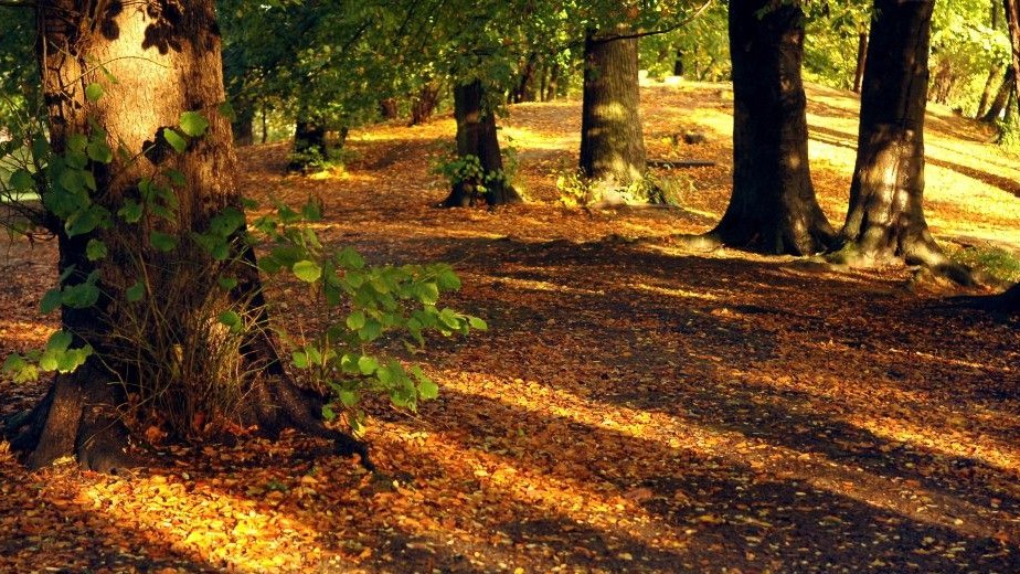 ősz-napsütés (erdő, ősz, )