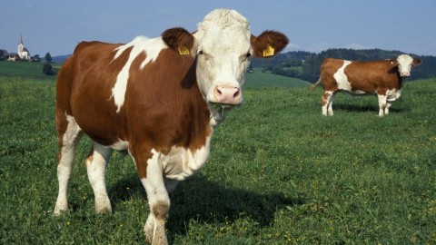 szarvasmarha (szarvasmarha, )