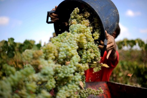 szuret(210x140)(2).jpg (szüret, )