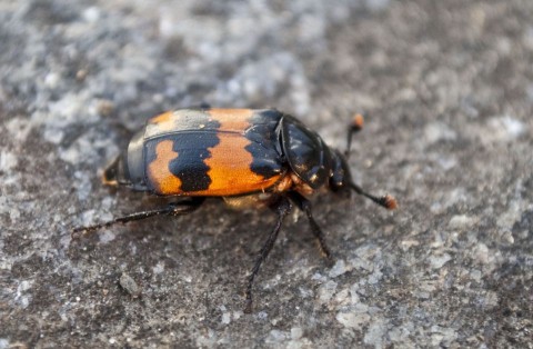 temetőbogár (temetőbogár)