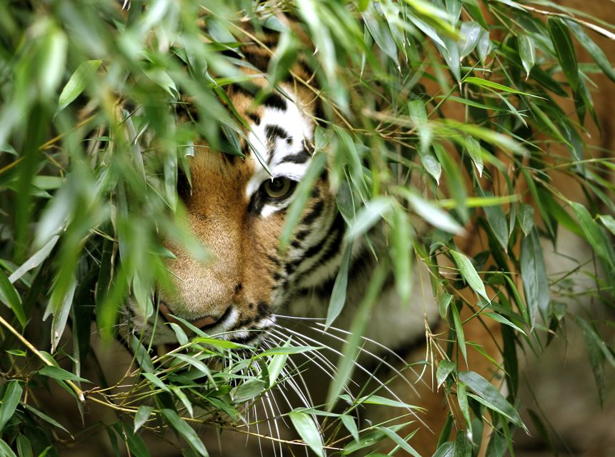 tigris (tigris, )