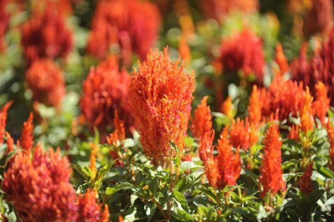 tollas kakastaréj (tollas kakastaréj, virág, dísznövény, )