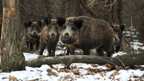 vaddisznó (vaddisznó)