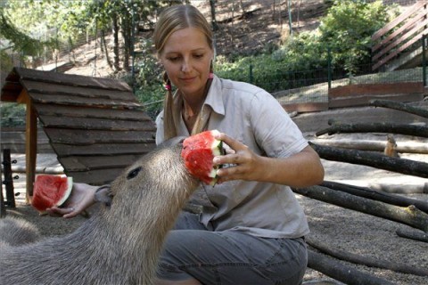 vízidisznó dinnyét eszik (vízidisznó dinnyét eszik)