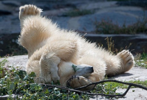 vologya a jegesmedve (vologya, jegesmedve)