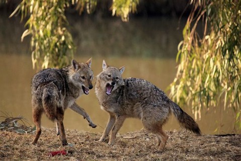 Aranysakál (aranysakál)