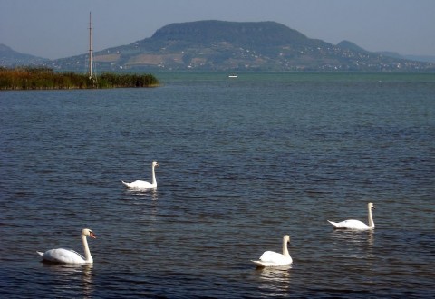 Balaton (Balaton)