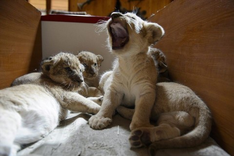 Kisoroszlán (Kisoroszlán)