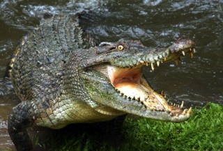 Krokodil (krokodil, )
