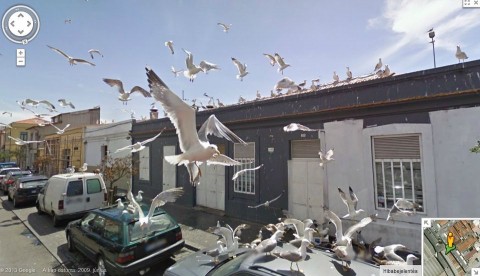 Madarak (google street view, madarak)