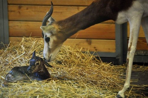 Mhorr gazella született a fővárosi állatkertben (Mhorr gazella született a fővárosi állatkertben)