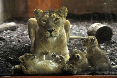 Oroszlankolykok(960x640)(1).jpg (oroszlánkölykök)