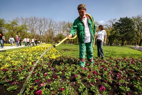 Virag(210x140)(1).jpg (Virág)